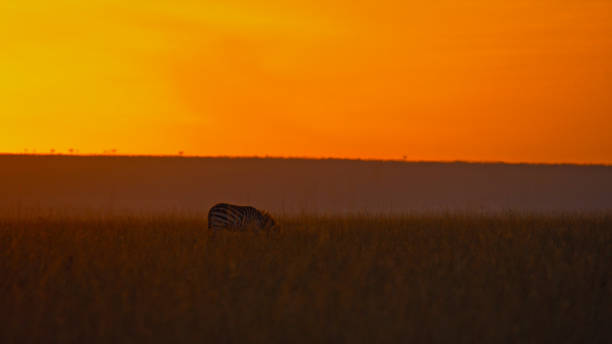 Lone zebra moves through Kenyan savanna grasslands as orange sky glows above, highlighting natural wildlife behavior in African wilderness.