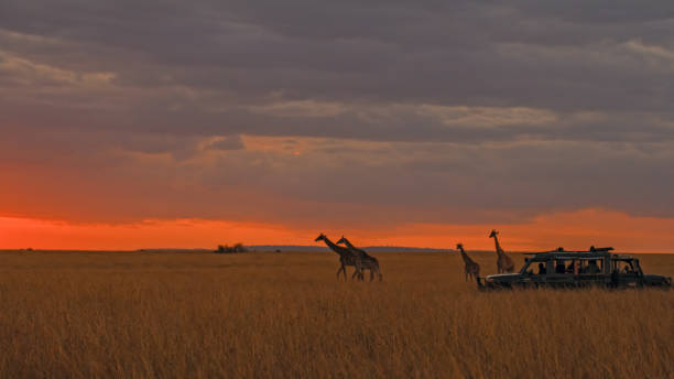 istock Majestic African Giraffes Graze Across Kenya Plains At Dramatic Sunset 2195460329