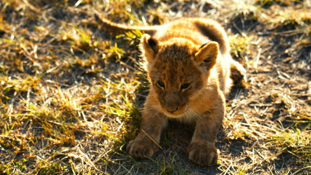 Lion cub jumps across railway at sunrise