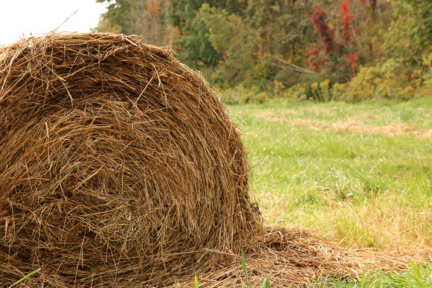 Autumn Hay Harvested and Bailed in a Field