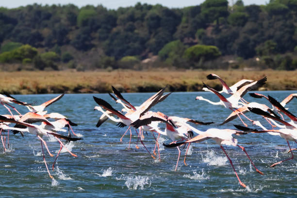 istock Flamingos in Portugal 2195462467