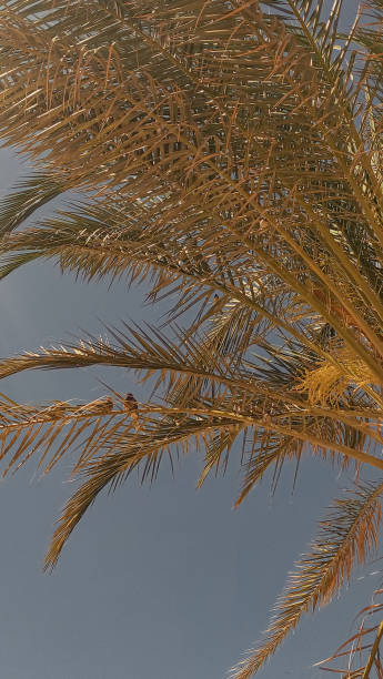 istock Birds resting on palm tree branches in marsa alam, egypt 2195463516