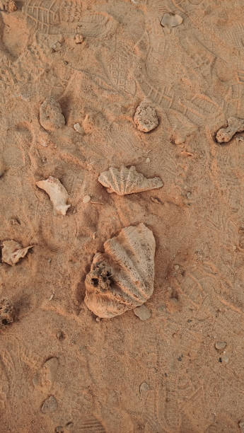 istock Seashells and footprints creating patterns on the beach sand in marsa alam, egypt mobile wallpapper 2195464061