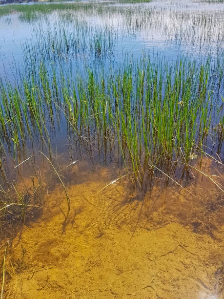istock Nature reflected on a serene pond. Lush green grasses gently sway into the water 2195464745