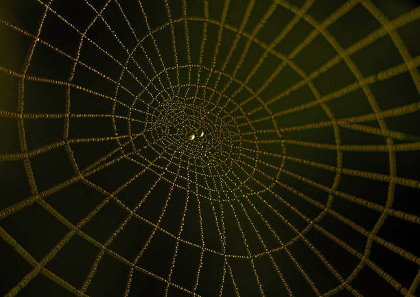 Drops on the spider web