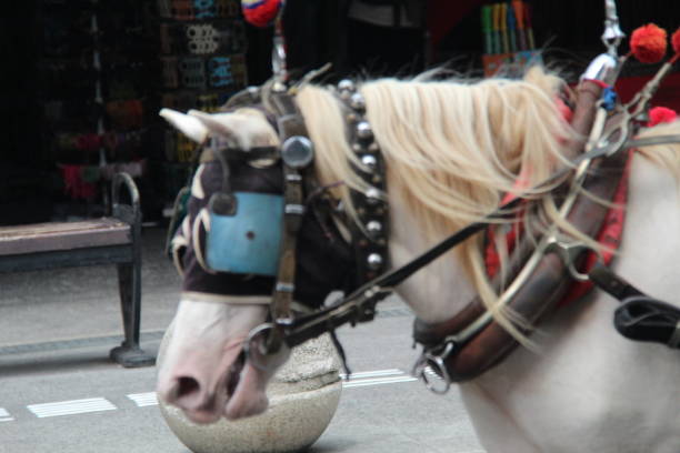 Vienna, Austria-Dec 6, 2024.\nDuring Advent and cold weather, horses in Vienna wear ear coverings to keep them warm. The Advent period is very busy for tourist visits. Carriage tours pulled by horses are common. It is intensely cold and the horses wear “ear muffs” made of felt.