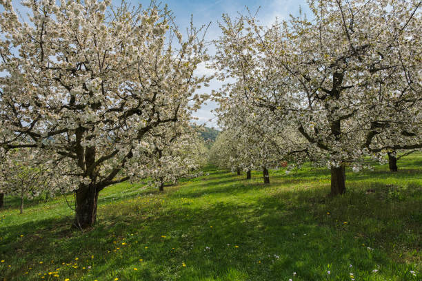 Wonderfully blooming cherry trees in Franconian Switzerland near Kirchehrenbach on a sunny spring day