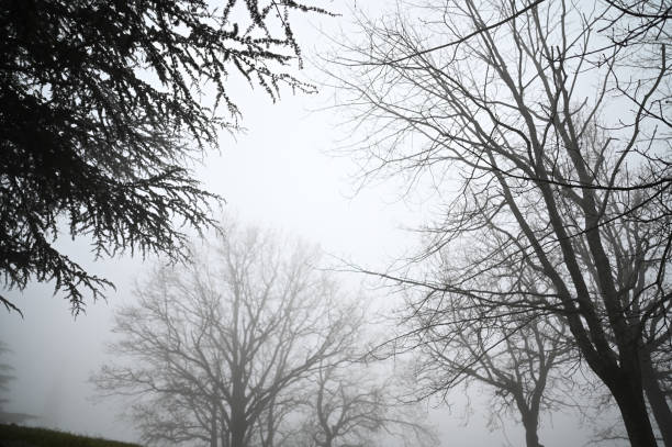 istock Fog in parkland in autumn. 2195468640