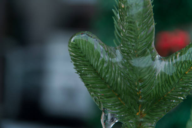 A close-up view of a pine tree branch encased in ice, capturing the delicate details of the frozen needles while sunlight creates shining reflections in a chilly atmosphere.
