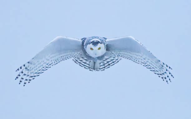 snowy owl in flight hunting