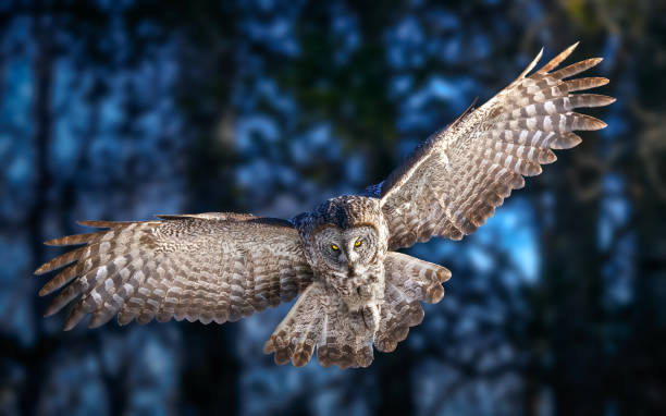 Great Gray Owl in action, gracefully hovering over its prey. No other owl commands the stage quite like this majestic hunter