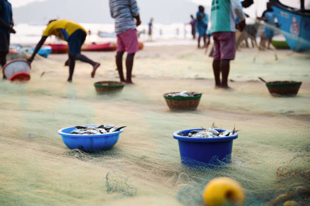 fishermen taking out catch of fish at palolem beach in goa at sunset, focused on foreground
