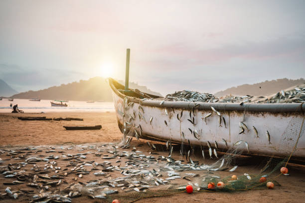catch of fish on fishing boat at palolem beach in goa at sunset