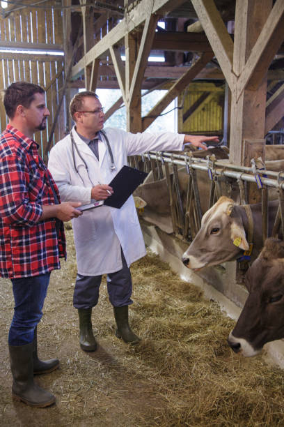 istock Veterinarian helping farmer with his livestock 2195476858