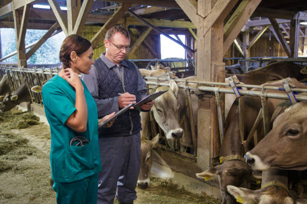 istock Veterinarian and assistant inspecting livestock 2195477155