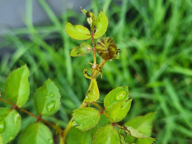 Free picture: rain, raindrop, roses, flower, plant, shrub, tree, leaf ...