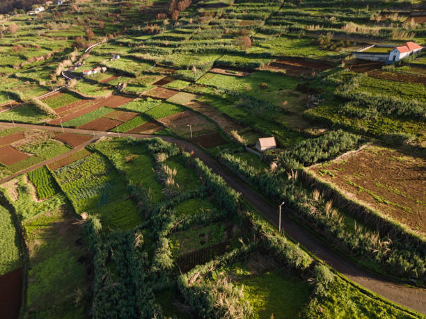 istock Madeira Terrace Farming, Aerial View 2195481514