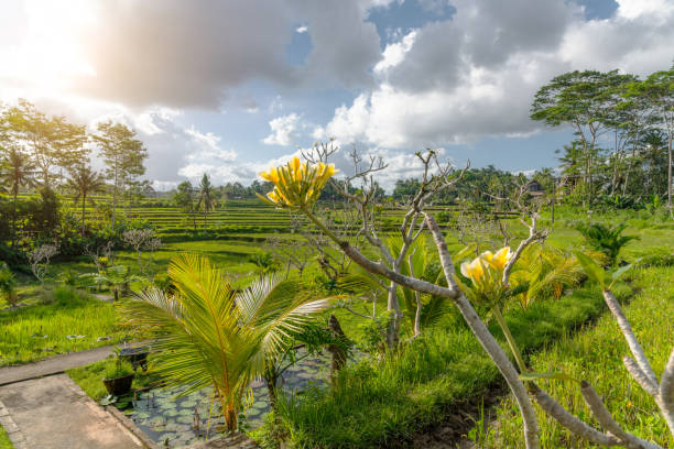 istock Lush Balinese Rice Terraces Captured on a Bright Tropical Day 2195481545