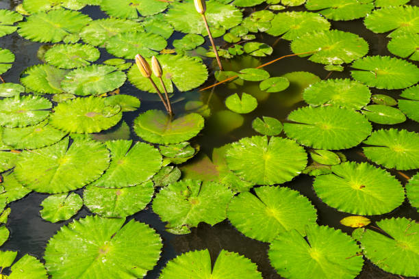 A scenic view of vibrant green lily pads and budding flowers floating on serene waters in Bali, Indonesia, under natural light. This imagery captures tropical serenity and botanical beauty.