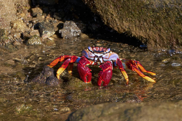 istock Atlantic Red Rock Crab (Grapsus adscensionis) front view in rocky shallow water 2195482050