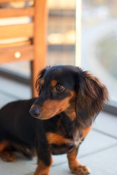 istock Dachshund puppy in golden hour 2195482075