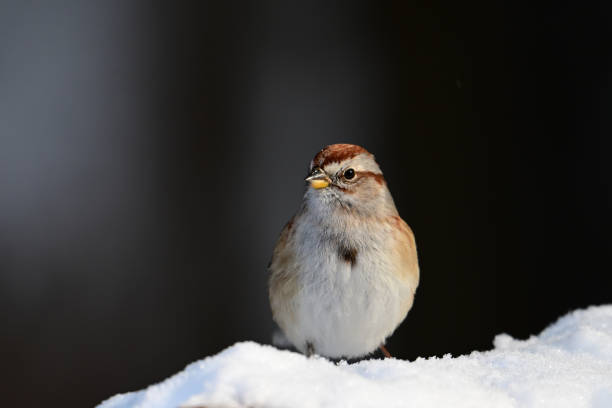 Winter scene close up of a tree sparrow bird standing in the snow