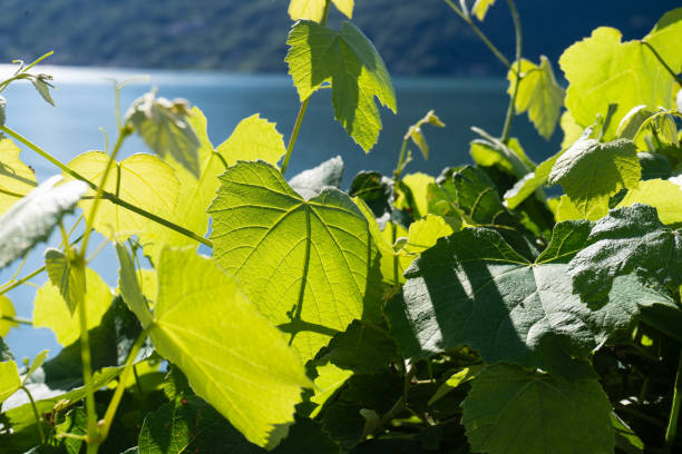 Fresh grape leaves