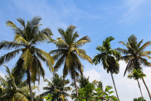 Tropical landscape with coconut palm trees against blue sky. View through palm trees silhouettes. Tropical paradise image for poster or postcard. Travel and tourism.
