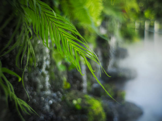 Green leaves texture over blur nature background