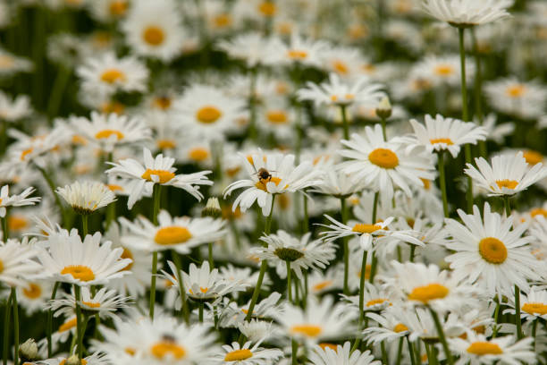A sea of chrysanthemums