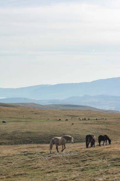 istock Mountain steppe pasture with grazing horses 2195487491