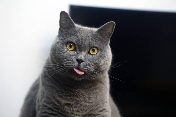 istock The Sassy Gray Cat,British Shorthair Cat Blue Grey 2195487599