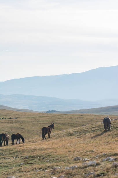 istock Mountain steppe pasture with grazing horses 2195487629