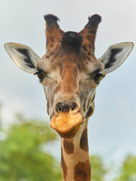 istock Portrait of giraffe on light background 2195488233