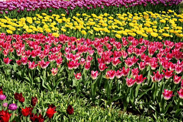 istock Colorful tulip garden in full bloom. 2195488316