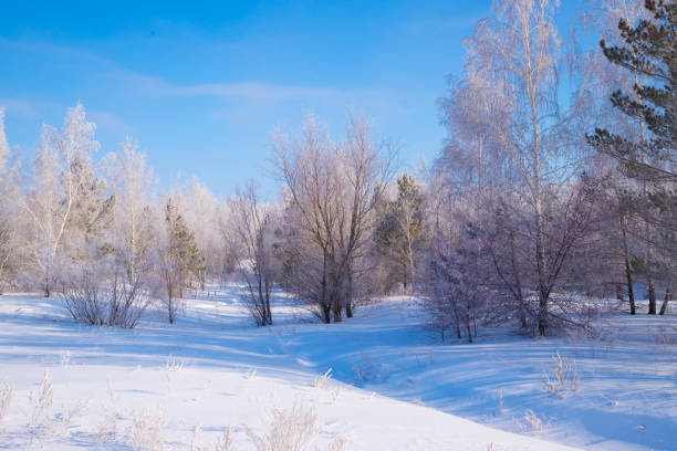 istock A serene winter landscape showcasing frosted trees and a winding path under a clear blue sky in the countryside during daytime 2195489113