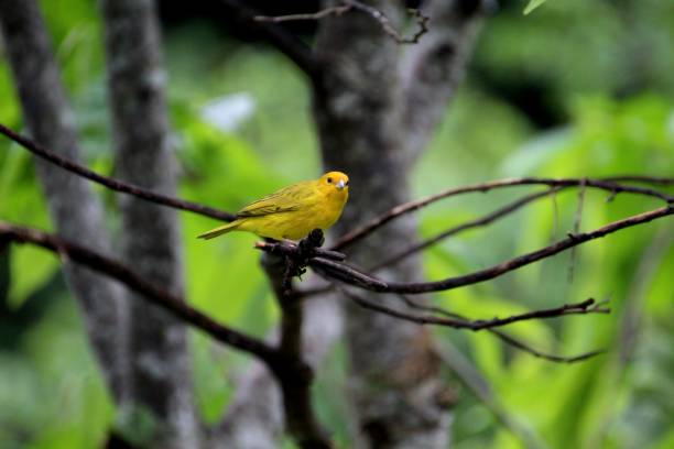 istock land canary bird - Sicalis flaveola 2195489685