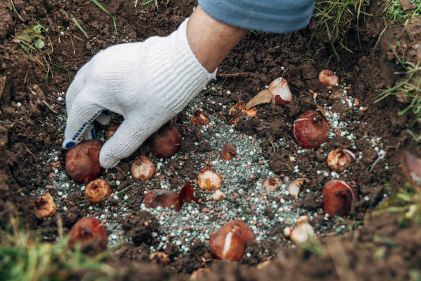 istock hands holding tulip bulbs before planting them in the ground 2195490124