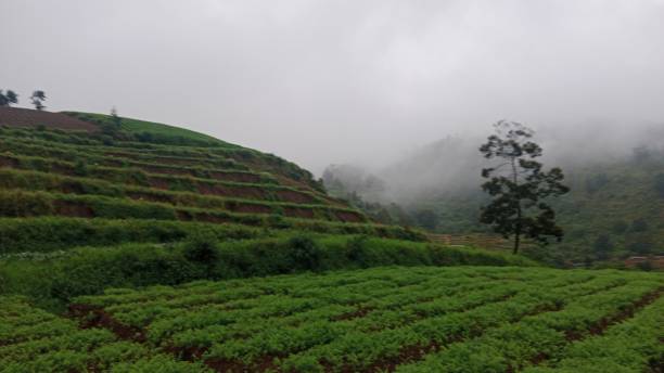 istock Vegetable plantation on the highest mountain. 2195491477