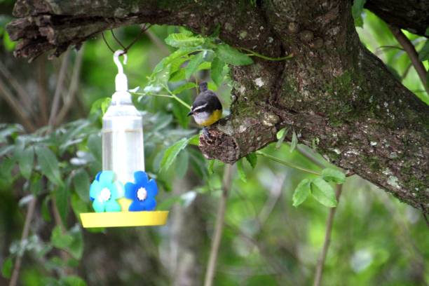 istock cambacica bird - Coereba flaveola 2195491970