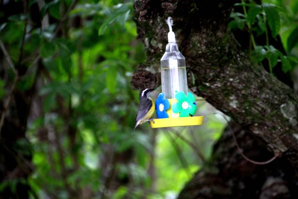 istock cambacica bird - Coereba flaveola 2195491976