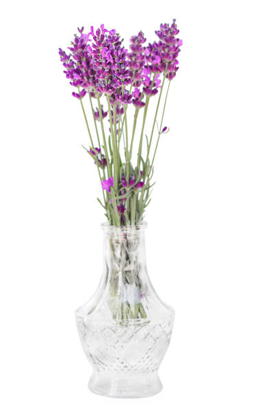 istock lavender in a glass vase and isolated on a white background 2195492292