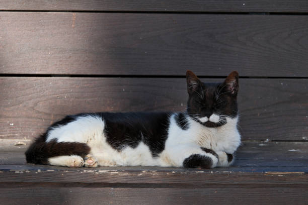 beautiful black and white cat lying on a wooden bench