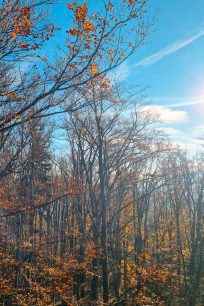 Autumn Forest Canopy Under Clear Blue Sky for Nature-Themed Designs