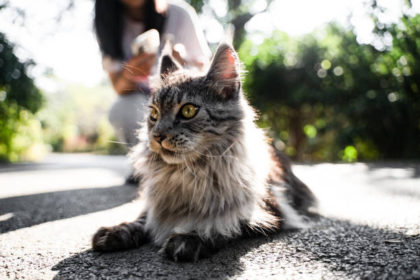 The girl and the cat are playing