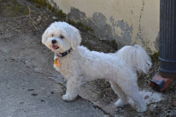 istock White dog in nature 2195497212
