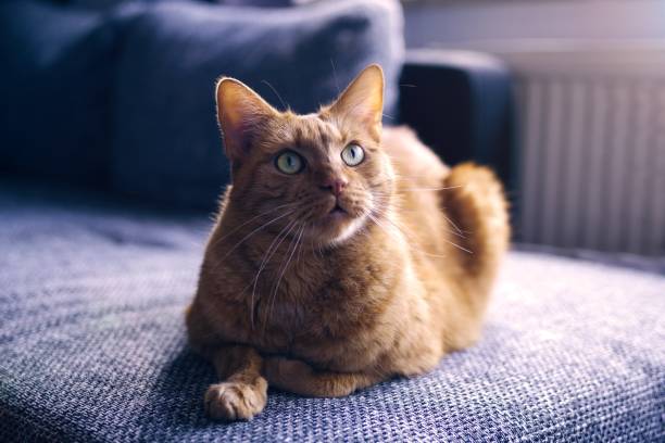 istock Cute orange tabby cat is lying on a sofa at home and loking away. Horizontal image with selective focus. 2195498887