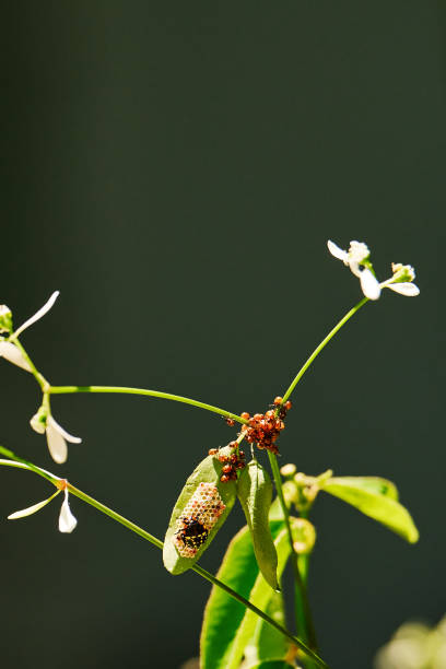 Insect eggs resting on the leaves of a wildflower plant in Cape Town, South Africa