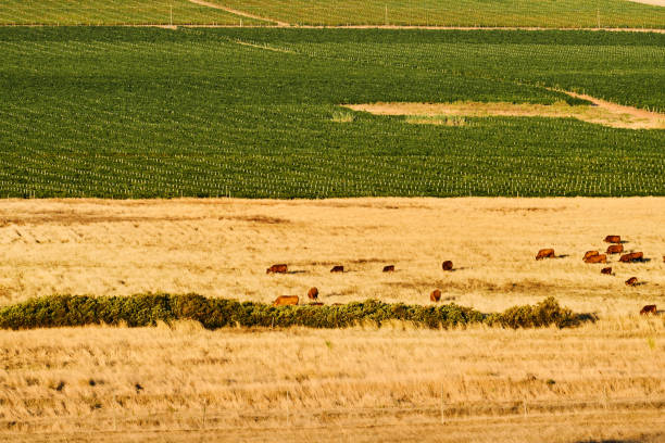 Herd of cows grazing on a dry grass field with a vineyard in the background in Cape Town, South Africa