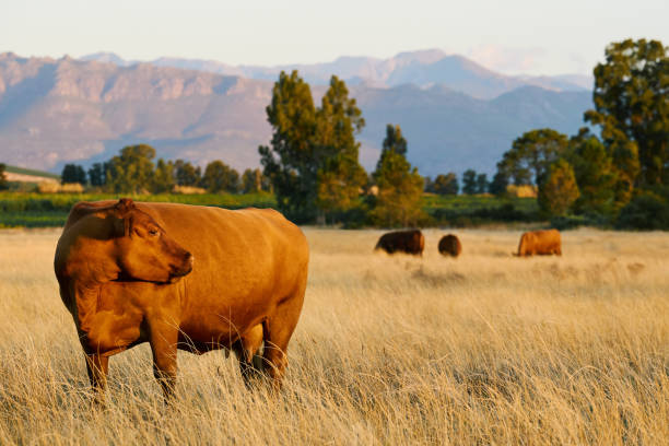 Cow grazing in meadow in the countryside of Cape Town, South Africa